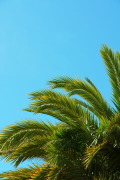 palm tree and blue sky