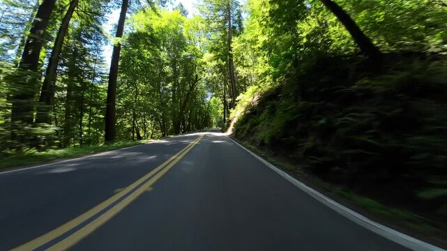 Redwood Avenue of Giants Northbound 8 Weott 03 Front View Driving Plates of North California USA Ultra Wide