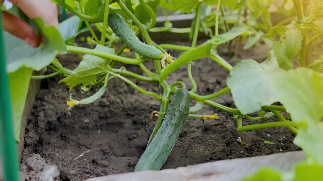A woman hand shows the first cucumbers grown on branches in the garden 4k footage