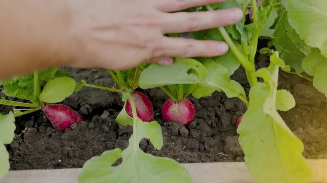 Woman hand shows a Fresh red Radishes in a Garden Bed. Your harvest 4k footage