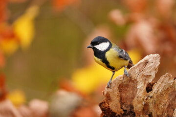 A great tit sits on a tree stump. A cute great tit in the nature habitat.  Parus major © Monikasurzin