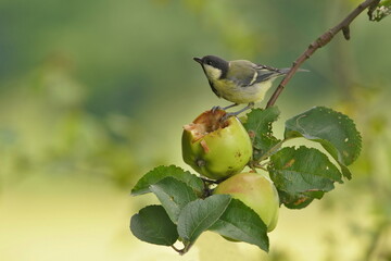 A great tit sits on a apple tree and eats an apple. A cute great tit in the nature habitat.  Parus major © Monikasurzin