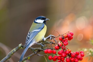 A great tit sits on a tree and eats red rowan berries. A cute great tit in the nature habitat.  Parus major © Monikasurzin