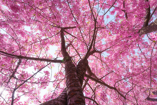 Cherry Blossom Tree in Full Bloom with Pink Petals in Japanese Garden