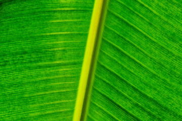 Closeup Banana Leaf with Yellow Midrib and Parallel Veins Green Texture © Mumemories