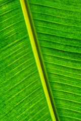 Closeup Banana Leaf with Yellow Midrib and Parallel Veins Green Texture © Mumemories