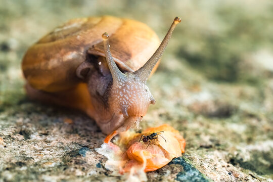 Macro Garden Snail with Spiral Shell Chewing Leaf on Stone Surface