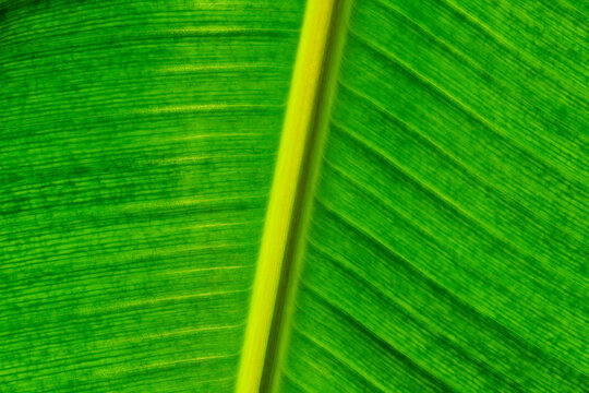 Closeup Banana Leaf with Yellow Midrib and Parallel Veins Green Texture