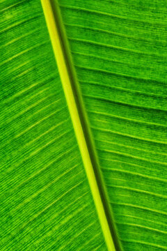 Closeup Banana Leaf with Yellow Midrib and Parallel Veins Green Texture
