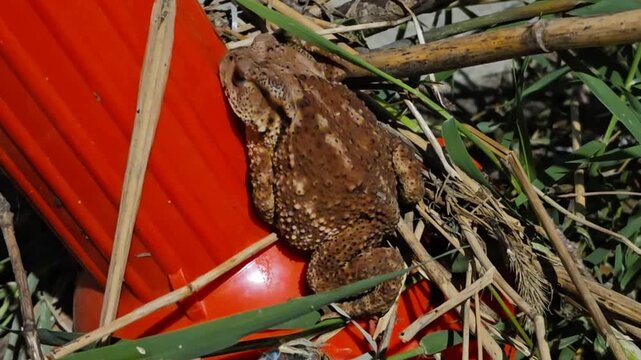 Asian Toad Clinging to a Roadside Reflector at Night
