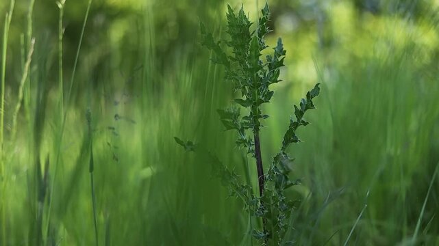 A green summer meadow full of thorny weeds and thistles, bathed in warm sunlight. A natural wild grassland with lush vegetation, vibrant greenery and a peaceful rural atmosphere.