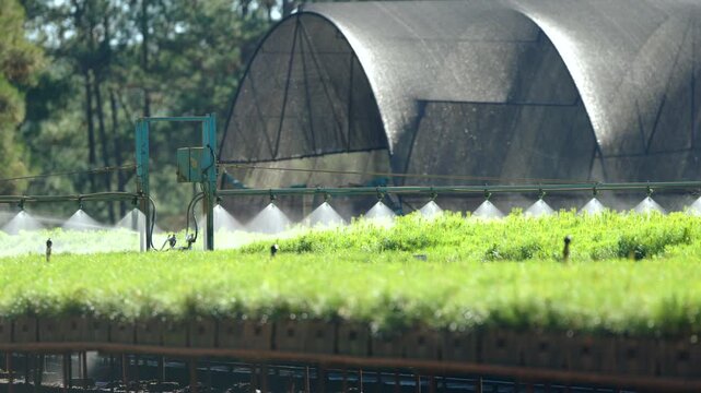 Rows of young pine seedlings receive automated irrigation in a commercial forest nursery equipped with precision sprinkler technology.