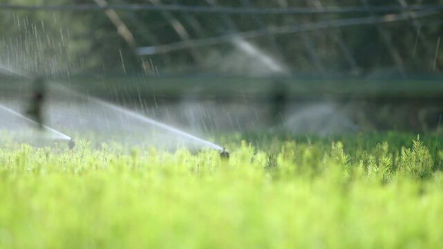 Irrigation sprinklers spray water over young pine seedlings inside a greenhouse tree nursery.