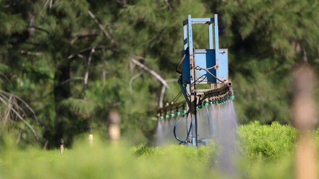 Automated irrigation equipment waters young pine seedlings in a commercial forest nursery using precision watering technology.