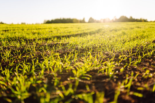 A sunny agricultural field with green plants. Young shoots emerge from the fertile soil of the field at sunset. Concept of gardening and ecology.