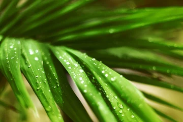 Water drops on green leaves closeup, wet palm tree branch after rain, tropical leaf texture, fresh foliage pattern, dew droplets on plant, natural floral eco botanical background, spring summer nature © Vera Shestak