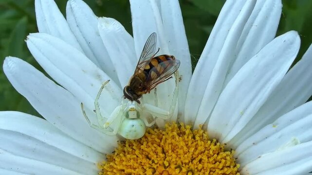Goldenrod crab spider (Misumena vatia) feeds on a hoverfly (Syrphidae) resting on a white Asteraceae flower, documenting ambush predation and predator-prey behaviour, handheld extreme macro.