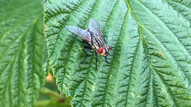 Flesh fly (Sarcophagidae) rests on a textured green leaf displaying red compound eyes, striped thorax and transparent wings, static close up.