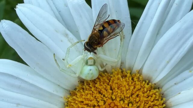 Goldenrod crab spider (Misumena vatia) captures and feeds on a hoverfly (Syrphidae) atop a white Asteraceae flower, revealing ambush predation behaviour, extreme macro static shot.