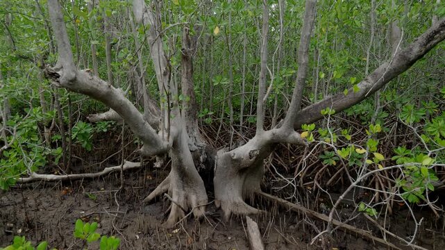 Dead Mangrove Tree Standing Among Living Coastal Forest