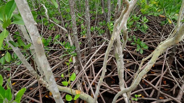 Panoramic View Through Dense Mangrove Forest and Aerial Roots