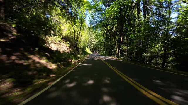 Redwood Avenue of Giants Northbound 8 Weott 03 Rear View Driving Plates of North California USA Ultra Wide