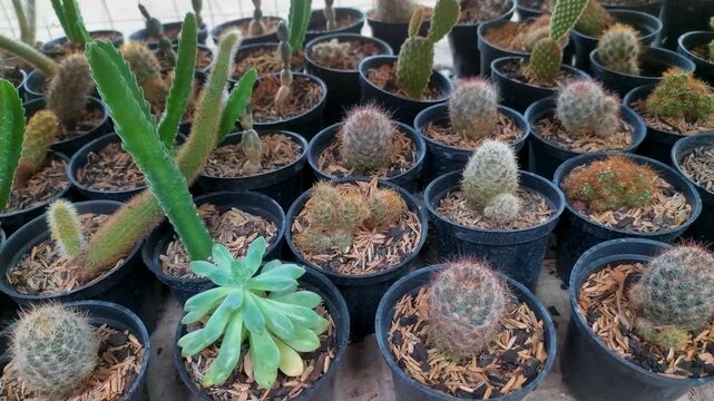 Footage video of decorative cactus plants displayed on shelves neatly arranged