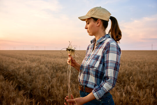 Female farmer examining wheat crop roots in field