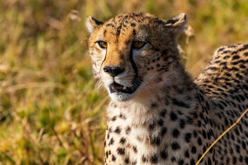 Arusha, Tanzania - 11 July 2026 - Cheetah in the Serengeti National Park © eyeworld
