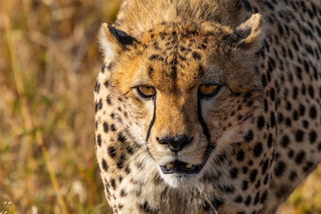 Arusha, Tanzania - 11 July 2026 - Cheetah in the Serengeti National Park © eyeworld
