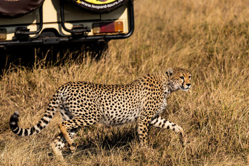 Arusha, Tanzania - 11 July 2026 - Cheetah in the Serengeti National Park © eyeworld