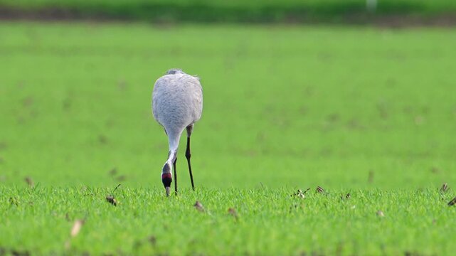 Common Crane or Eurasian Crane (Grus Grus) feeding and resting in a field near Diepholz in Germany during the autumn migration. 