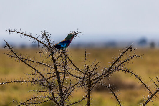 Arusha, Tanzania - 11 July 2026 - Roller in the Serengeti National Park