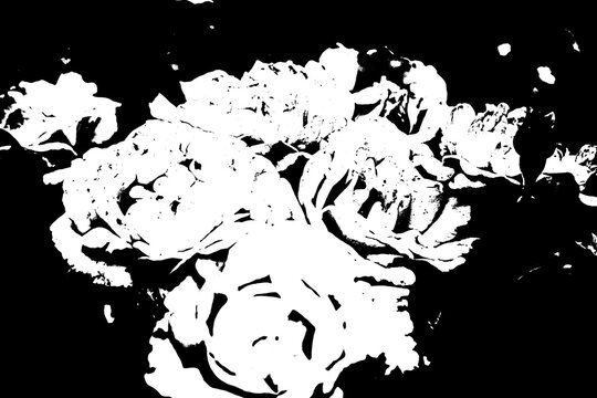 Abstrakte Rosenbl&uuml;ten in Schwarz-Wei&szlig;, Grafikdesign mit hohem Kontrast