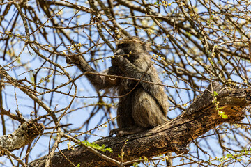 Arusha, Tanzania - 23 June 2026 - Baboon in the Lake Manyara National Park © eyeworld