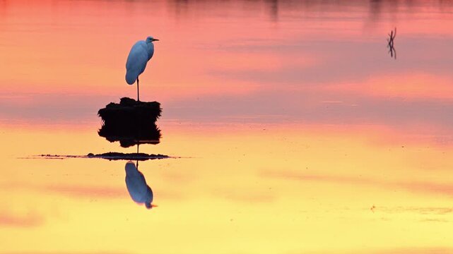 Great egret (Ardea alba), also known as the common egret, large egret or (in the Old World) great white heron in a sunset over a lake. 