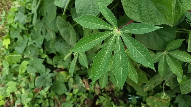 Close Up of Fresh Cassava Leaves in Tropical Garden