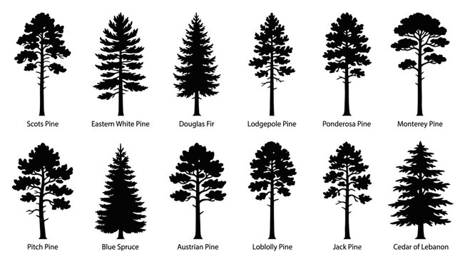 CAD tree lines,  Black grass, Coniferous tree silhouettes set, 12 evergreen pine and spruce species icons. Black botanical vector elements for forest landscape design and nature maps. Vector