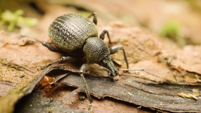 Extreme macro view of Otiorhynchus pseudonothus weevil resting