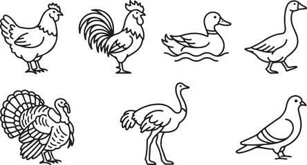 Set of hand drawn farm birds including chicken rooster duck goose turkey ostrich and pigeon © Mostafizur