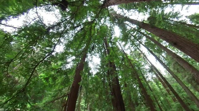 Redwood Forest Suspension Bridge Walking POV Side View 02 California USA