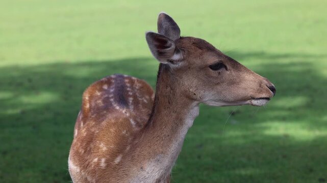 Close-up of a Fallow Deer, Dama dama, standing in a field chewing, showcasing its spotted fur and natural behavior in a peaceful outdoor setting