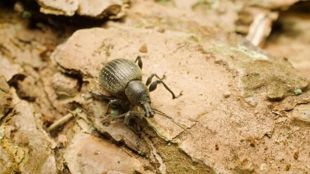  macro view of Otiorhynchus pseudonothus weevil crawling