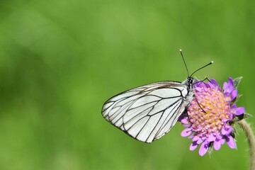 Fototapeta premium A black-veined white on a wildflower in a meadow.