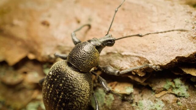 Detailed close up shot of vine weevil beetle resting outdoors