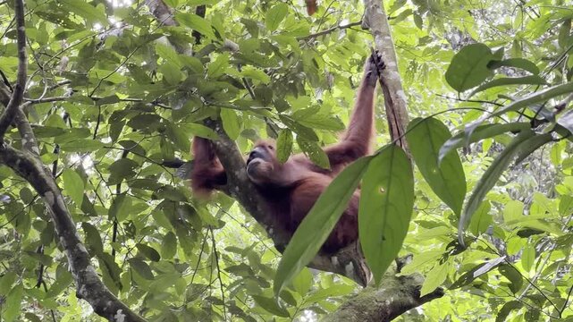 A female Sumatran orangutan - Pongo abelii - lounges comfortably across a tree branch in the rainforest canopy, enjoying a peaceful moment high above the jungle of Sumatra.