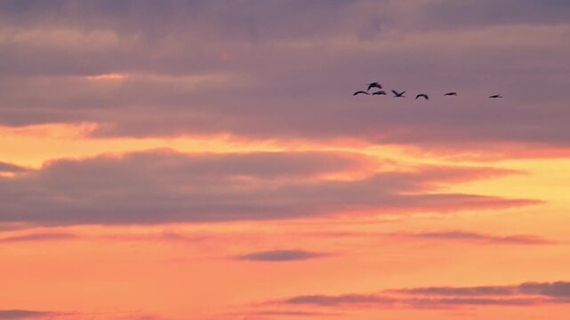Common Cranes or Eurasian Cranes (Grus Grus) flying in the air during sunset near Diepholz in Germany during the autumn migration. 