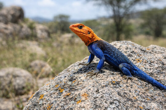 Top view of a colorful Mwanza flat-headed rock agama lizard basking on a granite rock in the African savanna