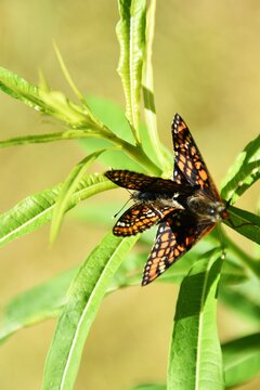 Mating scarce fritillaries (Euphydryas maturna) in a meadow.