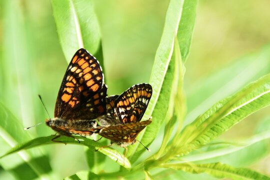 Mating scarce fritillaries (Euphydryas maturna) in a meadow.